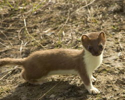 雪の妖精オコジョ
